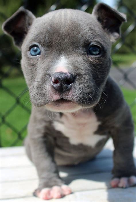 blue nose pitbull puppies for sale in florida|blue nose pitbulls for sale.